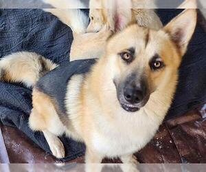 German Shepherd Dog Dogs for adoption in San Antonio, TX, USA