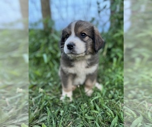 Swissneese Puppy for sale in APPOMATTOX, VA, USA