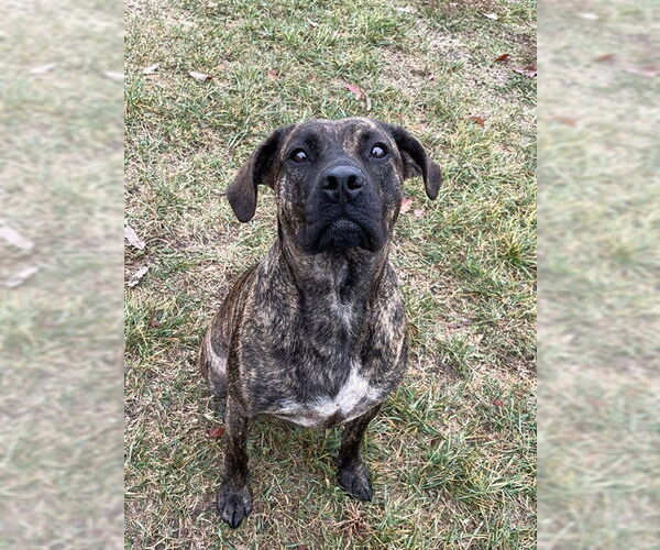 Medium Photo #2 Black Mouth Cur-Holland Shepherd Mix Puppy For Sale in Lee's Summit, MO, USA