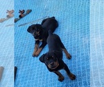 Small Photo #22 Rottweiler Puppy For Sale in DES MOINES, IA, USA