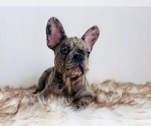 French Bulldog Puppy for sale in HOUSTON, TX, USA