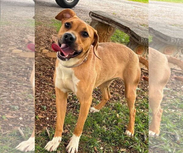 Medium Photo #2 Beagle-Unknown Mix Puppy For Sale in Rustburg, VA, USA
