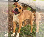 Small #1 Beagle Mix