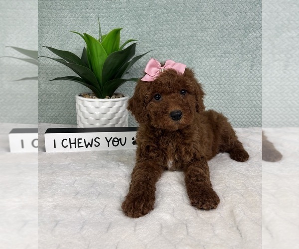 Medium Photo #4 Goldendoodle (Miniature) Puppy For Sale in GREENFIELD, IN, USA