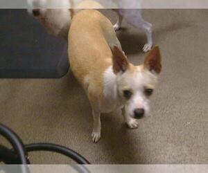 Chihuahua-Unknown Mix Dogs for adoption in Sacramento, CA, USA