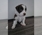 Puppy Goggles Border-Aussie