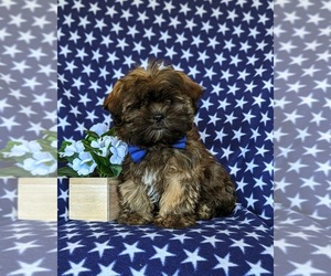 Shih Tzu Puppy for sale in HOLTWOOD, PA, USA