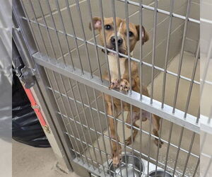 American Pit Bull Terrier Dogs for adoption in Decatur, IL, USA