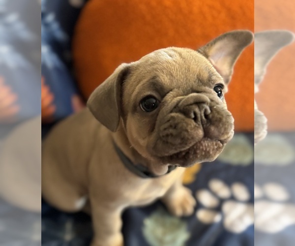 Medium Photo #8 French Bulldog Puppy For Sale in WEST PLAINS, MO, USA