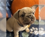 Small #7 French Bulldog