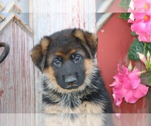 Medium German Shepherd Dog