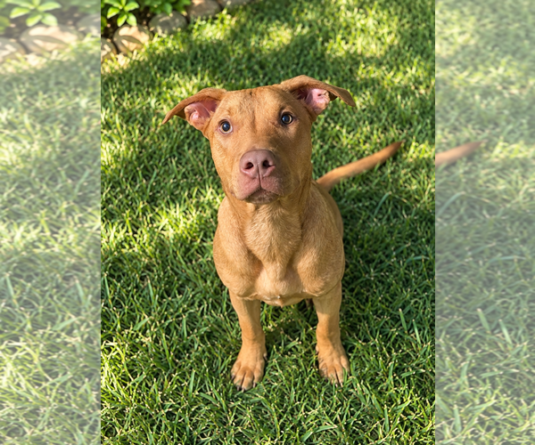 Medium Photo #3 Black Mouth Cur-Unknown Mix Puppy For Sale in Euless, TX, USA
