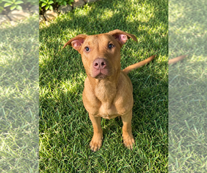 Jameson - Male Black Mouth Cur-Unknown Mix Dog for Adoption - Photo #3