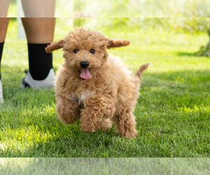 Goldendoodle (Miniature) Puppy for sale in SHIPSHEWANA, IN, USA