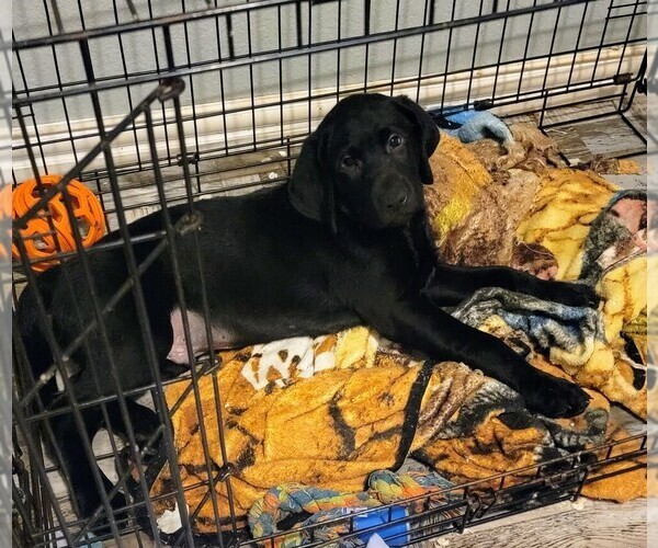 Medium Photo #1 Labrador Retriever Puppy For Sale in KILLEEN, TX, USA