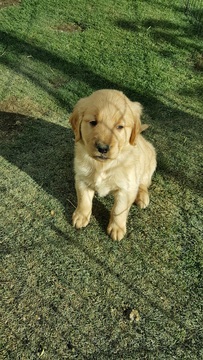 Medium Photo #1 Golden Retriever Puppy For Sale in PALMDALE, CA, USA