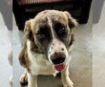 Small #1 Great Pyrenees Mix