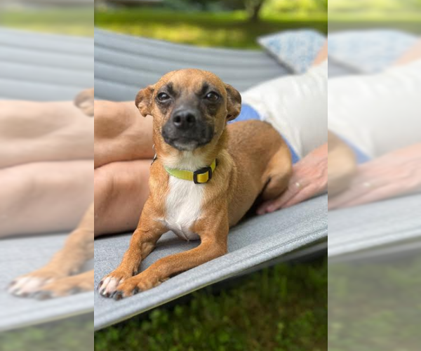 Medium Photo #9 Chihuahua-Unknown Mix Puppy For Sale in Cranston, RI, USA