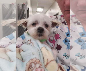 Maltese Dogs for adoption in Foristell, MO, USA