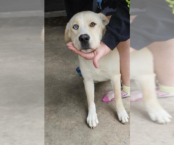 Medium Photo #1 Huskies -Labrador Retriever Mix Puppy For Sale in San Antonio, TX, USA