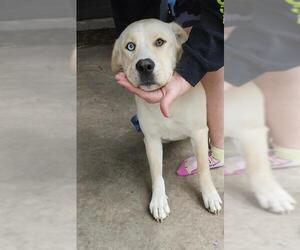 Huskies -Labrador Retriever Mix Dogs for adoption in San Antonio, TX, USA