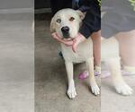 Small Huskies -Labrador Retriever Mix