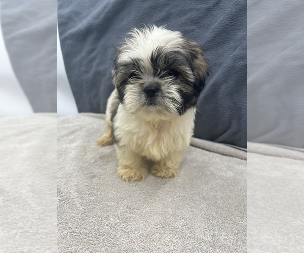 Medium Photo #7 Shih Tzu Puppy For Sale in SAINT AUGUSTINE, FL, USA