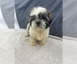 Small Photo #7 Shih Tzu Puppy For Sale in SAINT AUGUSTINE, FL, USA