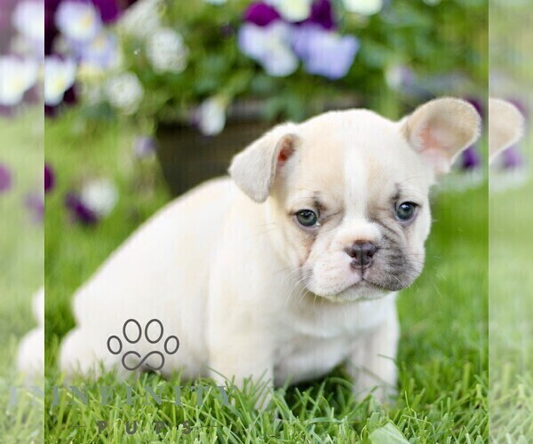 Medium Photo #5 French Bulldog Puppy For Sale in RONKS, PA, USA