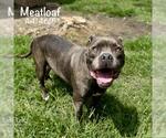Small Staffordshire Bull Terrier Mix