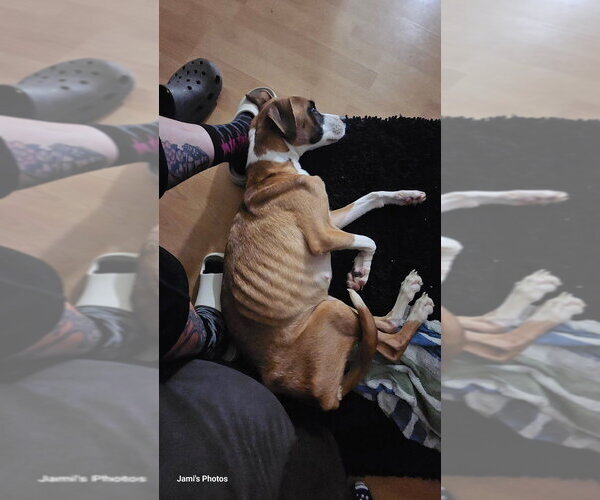 Medium Photo #6 Boxer-Unknown Mix Puppy For Sale in Foristell, MO, USA