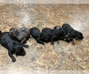 Aussiedoodle-Poodle (Standard) Mix Puppy for sale in UPTON, KY, USA