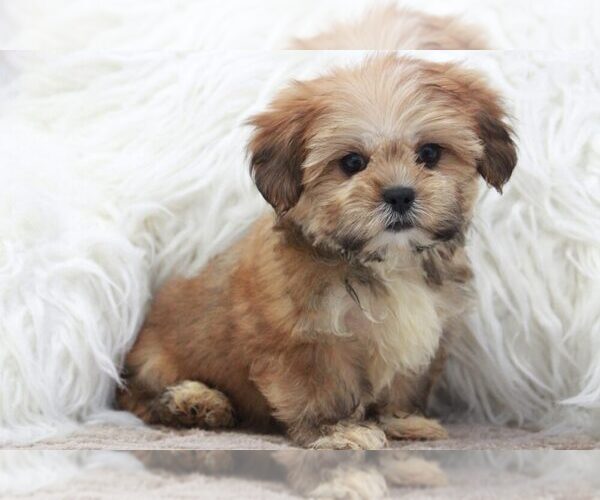 Medium Photo #1 Shorkie Tzu Puppy For Sale in MARIETTA, GA, USA