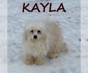 Cock-A-Poo Puppy for sale in HARTLAND, MN, USA