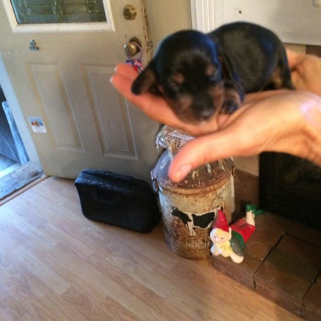 Medium Photo #1 Dachshund Puppy For Sale in S BRUNSWICK, NC, USA