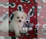 Small Photo #5 Maltipom Puppy For Sale in SCOTTVILLE, MI, USA