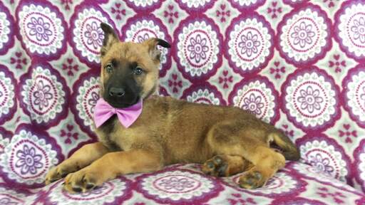 Medium Photo #6 Malinois Puppy For Sale in LANCASTER, PA, USA
