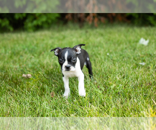 Medium Photo #19 Boston Terrier Puppy For Sale in MILFORD, IN, USA