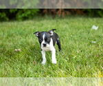 Small #18 Boston Terrier