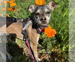 Small #13 Chihuahua Mix
