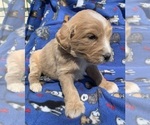 Small Photo #2 English Cream Golden Retriever-Poodle (Standard) Mix Puppy For Sale in DEARBORN, MO, USA
