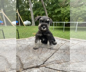 Schnauzer (Miniature) Puppy for sale in CENTRALIA, IL, USA