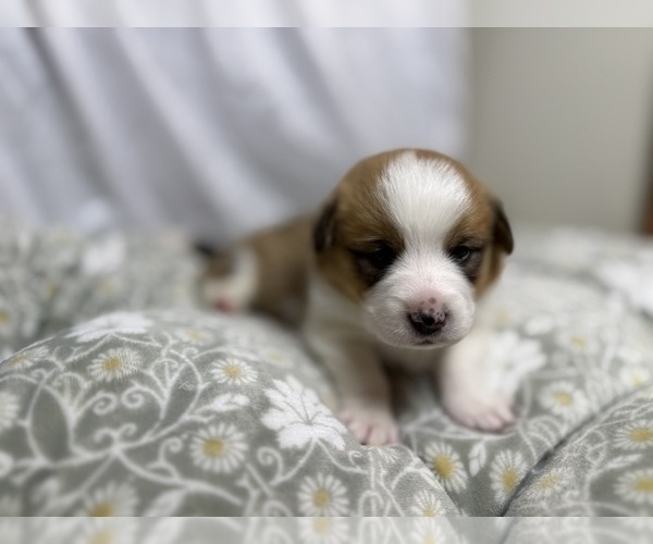 Medium Photo #18 Pembroke Welsh Corgi Puppy For Sale in GRAND RAPIDS, MI, USA