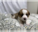 Small #17 Pembroke Welsh Corgi