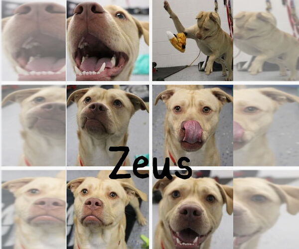 Medium Photo #2 American Staffordshire Terrier-Labrador Retriever Mix Puppy For Sale in Pierceton , IN, USA