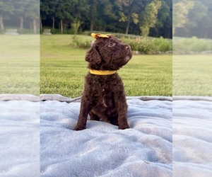 Poodle (Standard) Puppy for sale in CORYDON, IN, USA