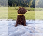 Small Poodle (Standard)