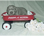 Small Photo #41 Labrador Retriever Puppy For Sale in FOUNTAIN, CO, USA