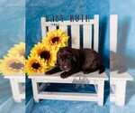 Small Photo #19 Labradoodle Puppy For Sale in ELIZABETH CITY, NC, USA