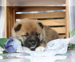 Small Photo #4 Shiba Inu Puppy For Sale in SHILOH, OH, USA